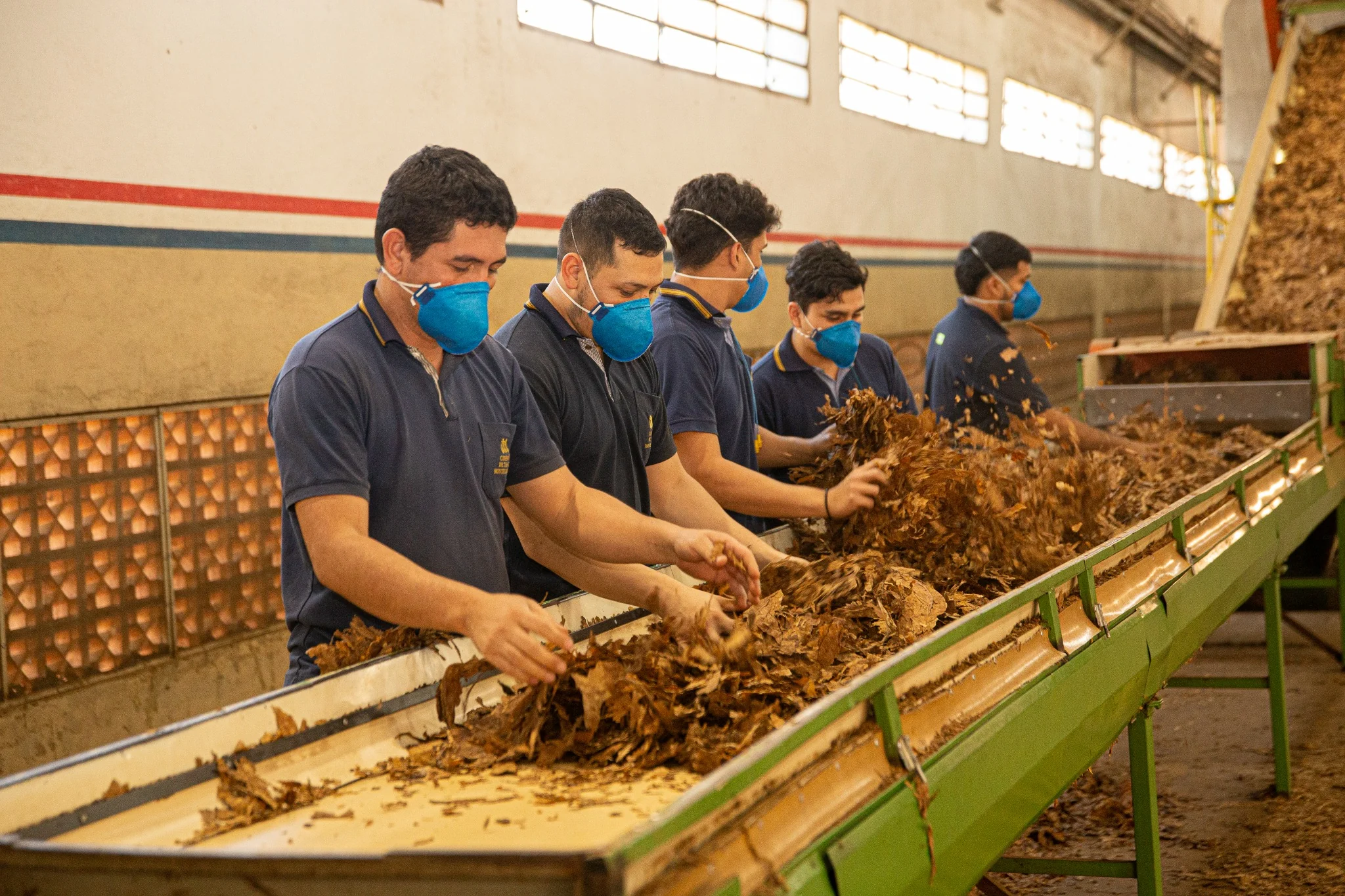 Tobacco leaf selection